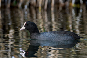 池・湖を泳ぐオオバン