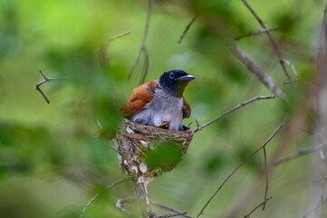 Beautiful bird of the world