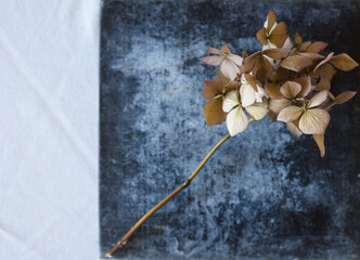 Flor de hortensia seca con tallo sobre superficie metalizada azulada y con espacio en blanco en la...