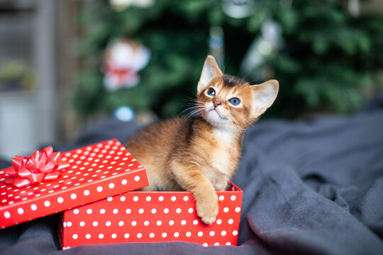 Little red kitten sitting in a red polka dot gift box near christmas tree. Cute Abyssinian ruddy kitten looking out of the box. Copy space. Selective focus.