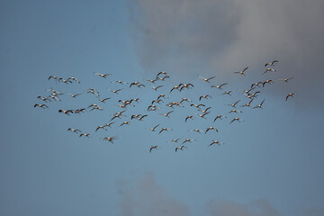 Beautiful bird of the world