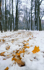 fallen leaaves in snowy forest. late autumn or early winter season. first snow. cold frozen weather