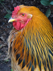 Portrait of a Buff Columbian Brahma  rooster. One the largest rooster breeds in the world