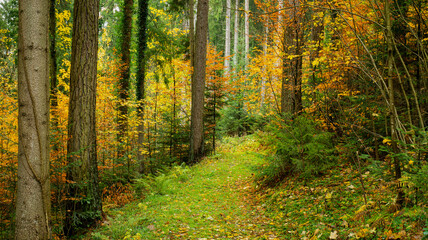 The forest in yellow and green autumn colors