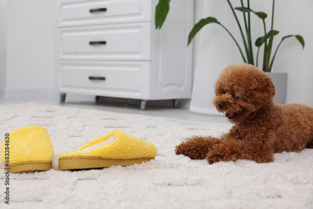 Sticker cute maltipoo dog near yellow slippers at home, space for text. lovely pet