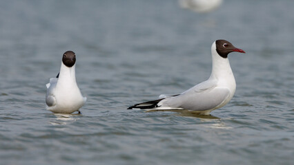Couple black headed gulls in Dutch landscape