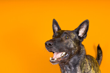 Portrait of an holland shepherd in a studio, black red yellow background