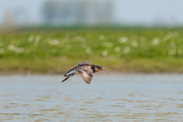 Side view of flying male ruff in the Netherlands