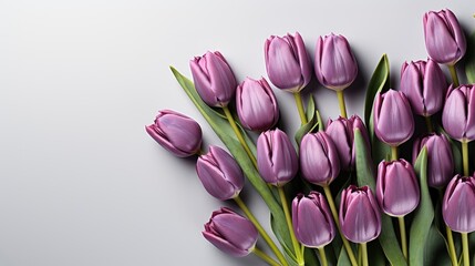 Obraz premium Bluepurple Tulips Flowers On White Isolated, HD, Background Wallpaper, Desktop Wallpaper