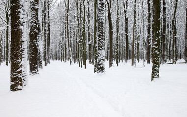  Winter forest and the road. Winter landscape