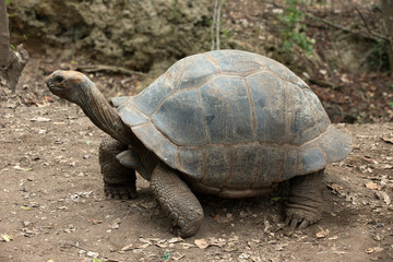 Galapagos Tortoise in a nature reserve