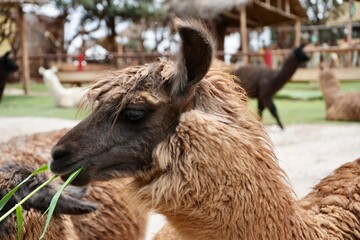 Fototapeta premium Cute furry brown Llama eating grass