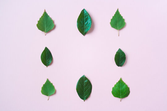 green leaves square frame banner top view isolated on pink background with copy space. flat lay