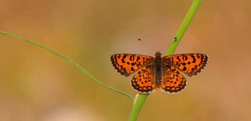 Obraz premium Beautiful iparhan butterfly ; Melitaea trivia ( Syriaca )