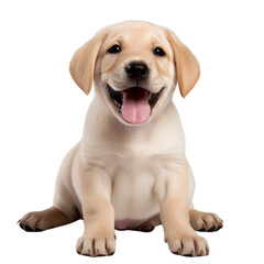 front view of Labrador Retriever puppy isolated on a white transparent background 