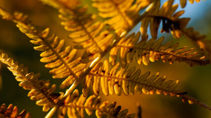Macro de feuilles de fougère sauvages, dans la forêt des Landes de Gascogne