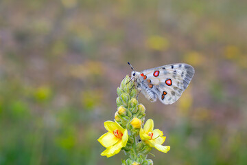 Female Apollo Butterfly, Parnassius apollo