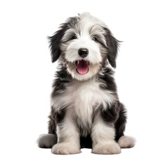 front view of Old English Sheepdog puppy isolated on a white transparent background 