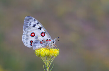 Female Apollo Butterfly, Parnassius apollo