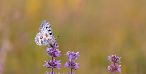 Female Apollo Butterfly, Parnassius apollo