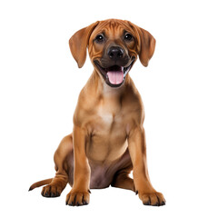 front view of Rhodesian Ridgeback puppy isolated on a white transparent background
