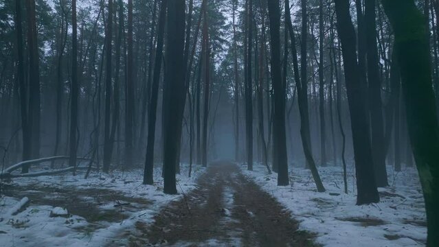 Dark forest wood fog smoke haze snow winter tree black evening