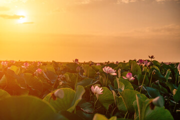 Sunrise in the field of lotuses, Pink lotus Nelumbo nucifera swa - obrazy, fototapety, plakaty