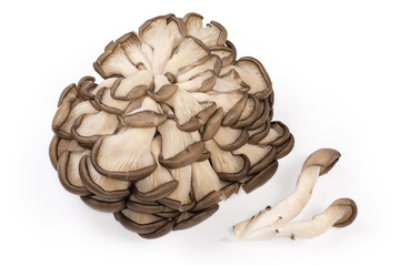 Raw oyster mushrooms cluster and separate mushrooms on white background