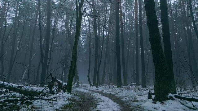 Dark forest wood fog smoke haze snow winter tree black evening
