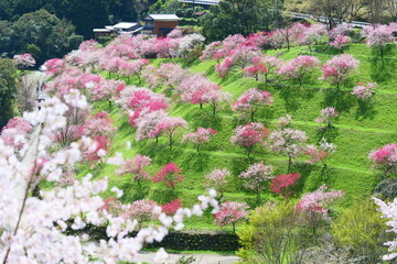 引地橋の花桃。仁淀川、高知、日本。３月下旬。