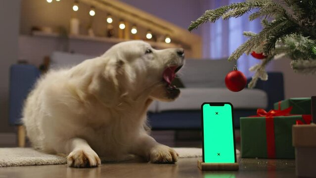 Dog in Christmas entourage and phone with chroma key. Cinematic advertising of applications for congratulations online orders for Christmas. Joy and traditions of New Year, spirit of Xmas holiday
