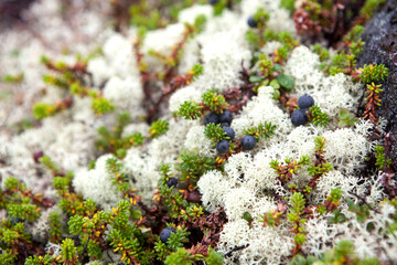 Resin moss with berries Vodyaniki, or Voroniki, or Shikshi (Empetrum) is a genus of evergreen low-growing creeping shrubs of the Heather family (Ericaceae) - obrazy, fototapety, plakaty