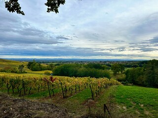 Fototapeta na wymiar Riesling Vineyards of Mittelbourg Hill Overlooking Wuenheim, Alsace