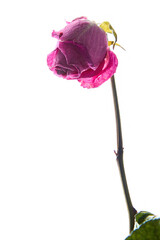 Symbolic Dried Roses: Expressing Unspoken Sentiments of Love