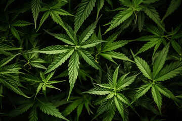 Natural background of green cannabis leaves on a dark background, top view