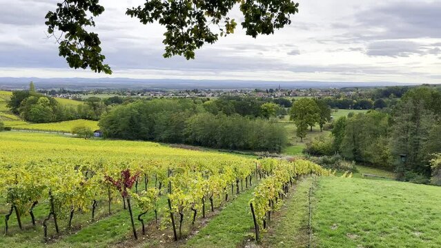 Riesling Vineyards of Mittelbourg Hill Overlooking Wuenheim, Alsace
