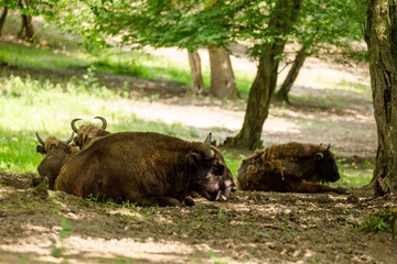 The European wood bison in a forest © hecke71