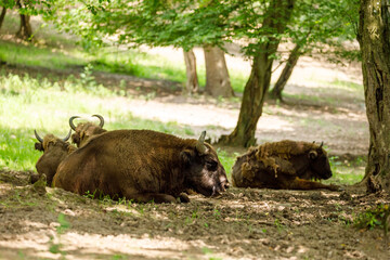 The European wood bison in a forest © hecke71