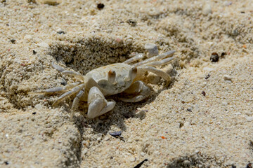 Ghost crab on the beach in Mauritius