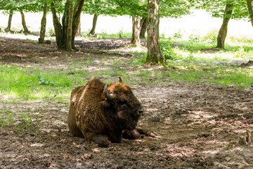 The European wood bison in a forest - obrazy, fototapety, plakaty