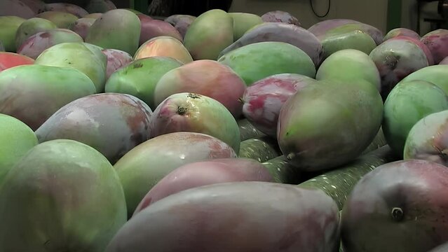 Mango rolling in a industrial line of packaging