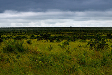 Fototapeta na wymiar Lone tree on the distant horizon in the Kruger National park