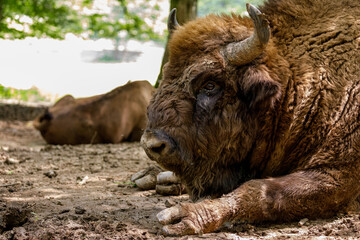 The European wood bison in a forest © hecke71