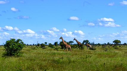 African Giraffe moving across the open plains. 