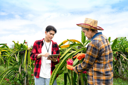 young asian man researcher interview senior man farmer and checking quality of dragon fruits with technology on tablet computer,concept of agricultural research,development,dragon fruits planting