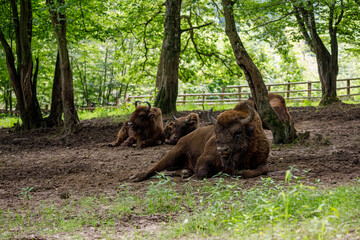 The European wood bison in a forest © hecke71