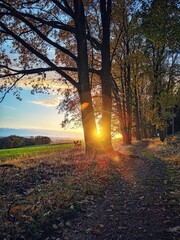 Fototapeta premium Sunset at the edge of the forest with sun corona