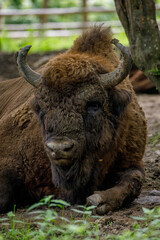 The European wood bison in a forest