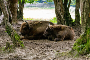 The European wood bison in a forest