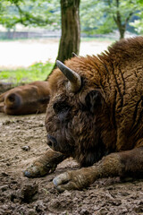 The European wood bison in a forest © hecke71